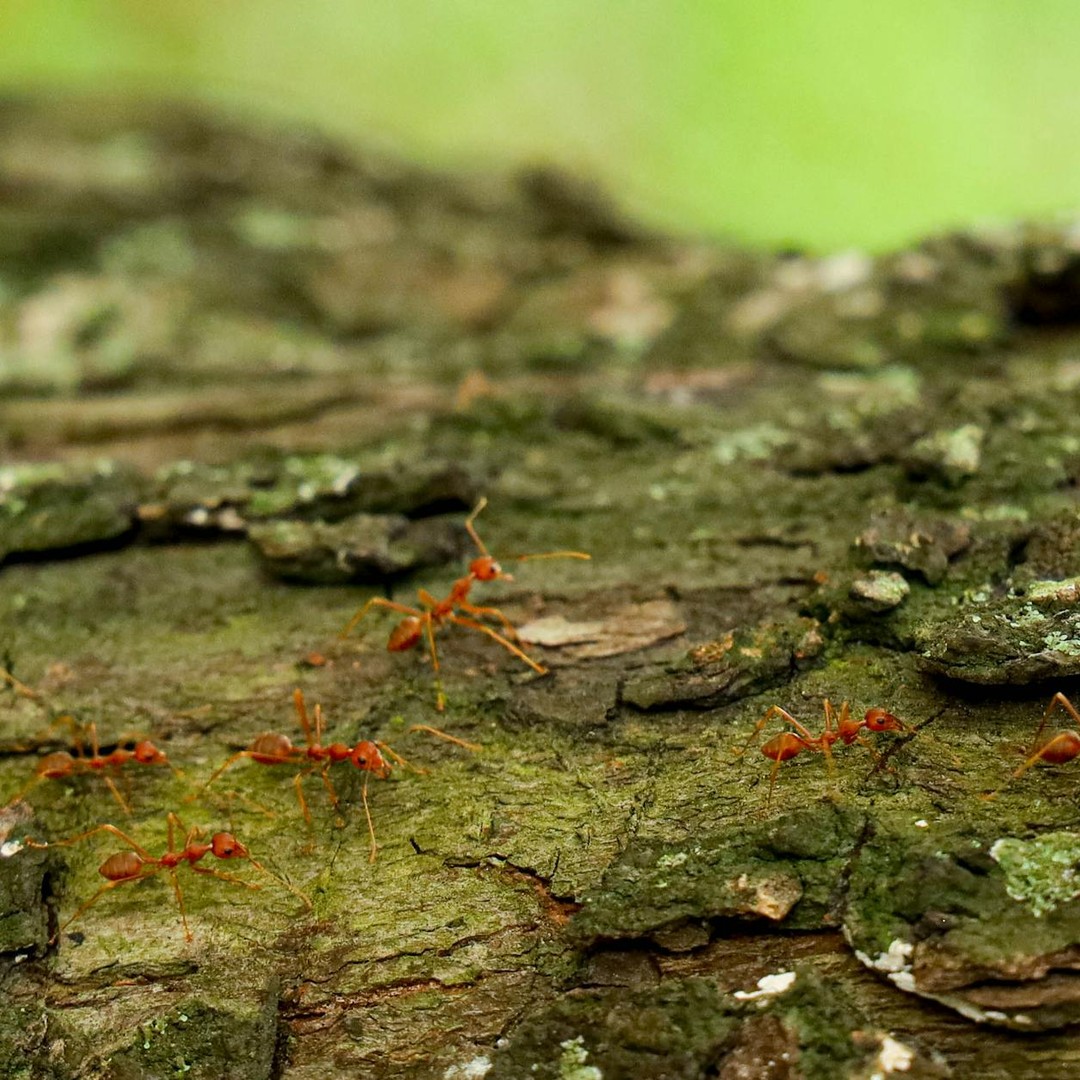 Les fourmis légionnaires peuvent décimer des hectares de végétation en une nuit.