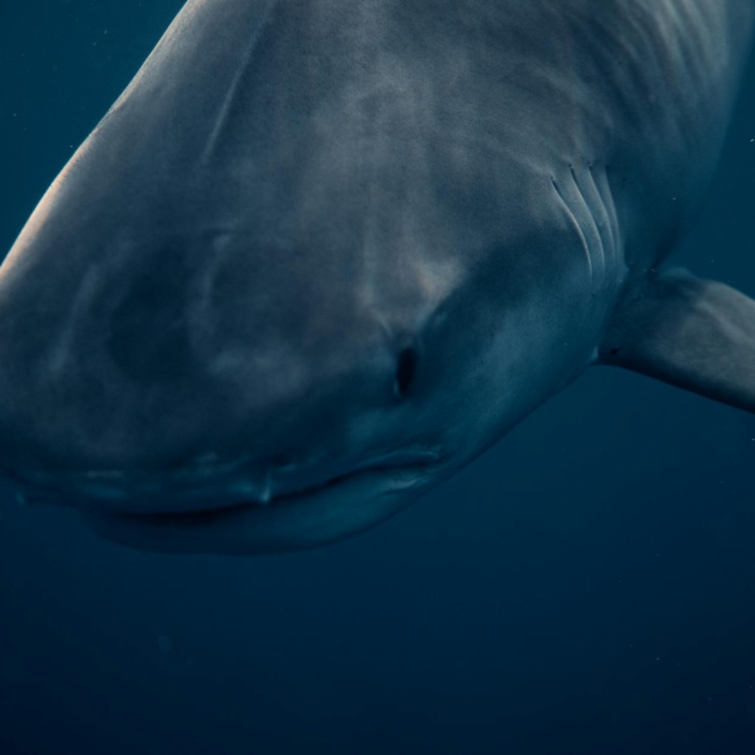 Les requins détectent des traces chimiques infimes dans l'eau grâce à un odorat très fin.