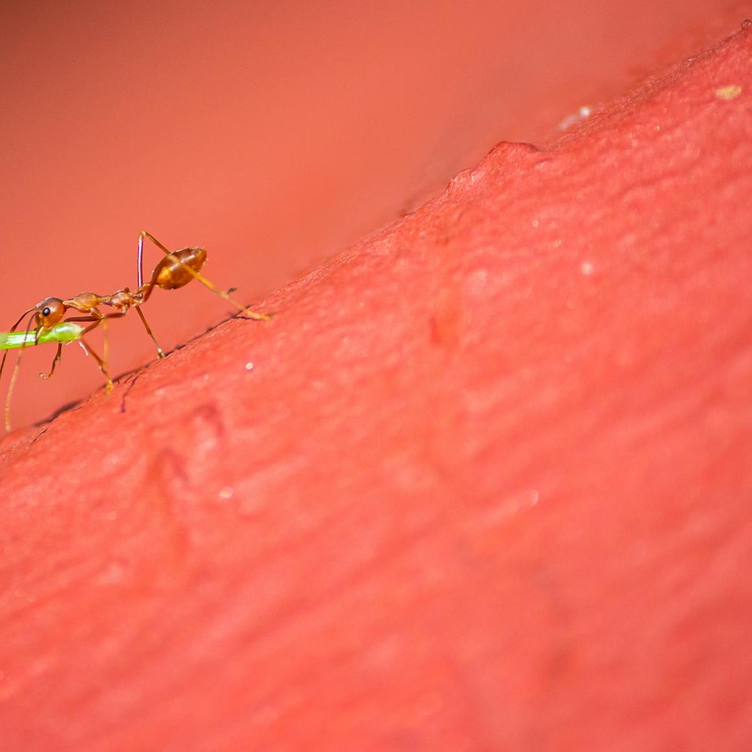 Les fourmis légionnaires forment des ponts vivants avec leurs corps.