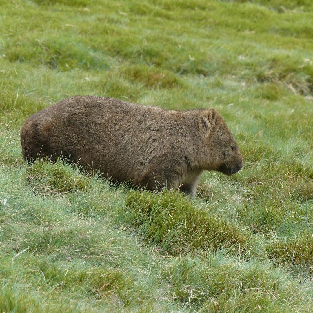 Les wombats produisent des crottes presque cubiques.