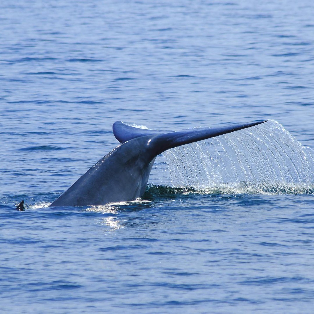 Les baleines bleues peuvent chanter à des volumes si forts qu'elles s'entendent à 160 km.