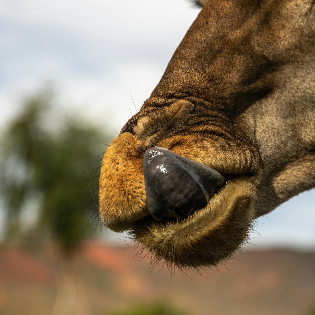 La langue d'une girafe peut approcher 50 centimètres.