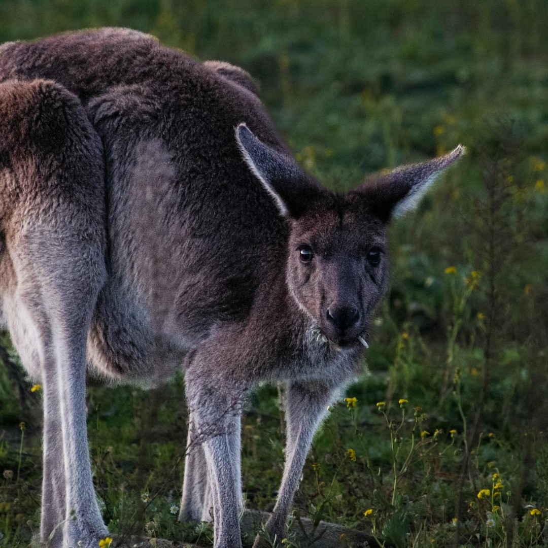Les kangourous avancent surtout par bonds puissants sur leurs pattes arrière.
