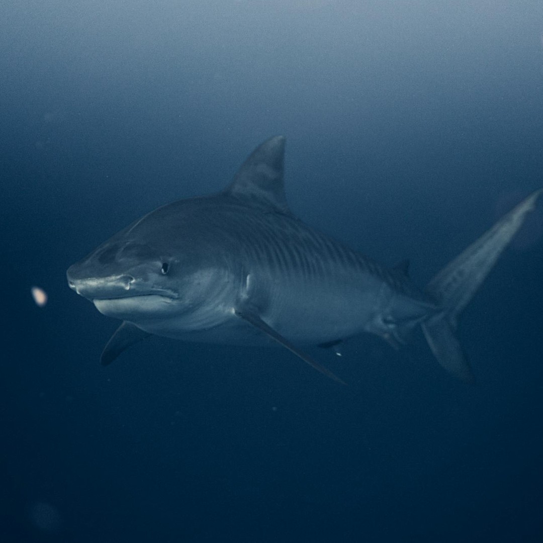 Les requins remplacent leurs dents pendant toute leur vie.