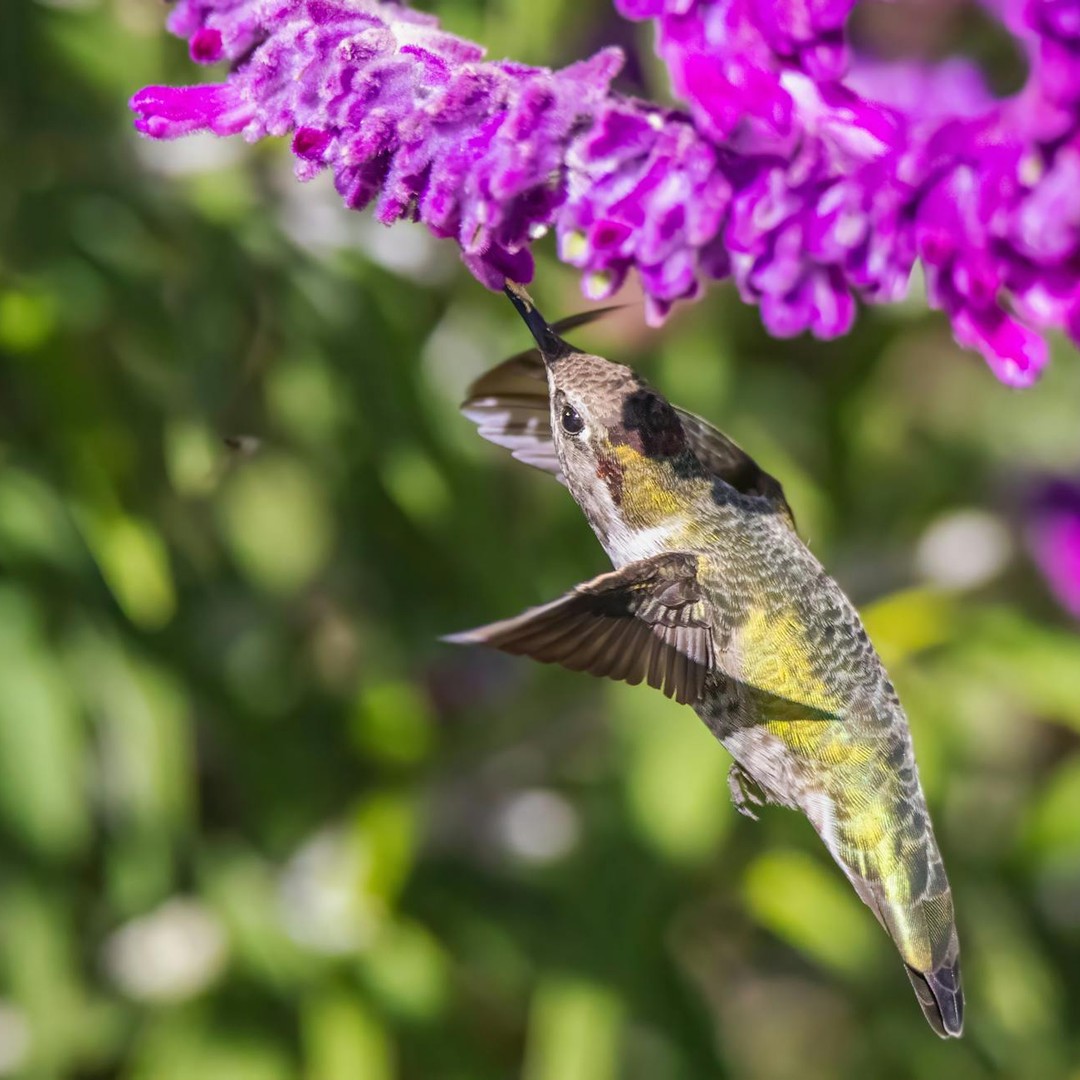 Les colibris entrent la nuit dans une torpeur pour économiser leur énergie.