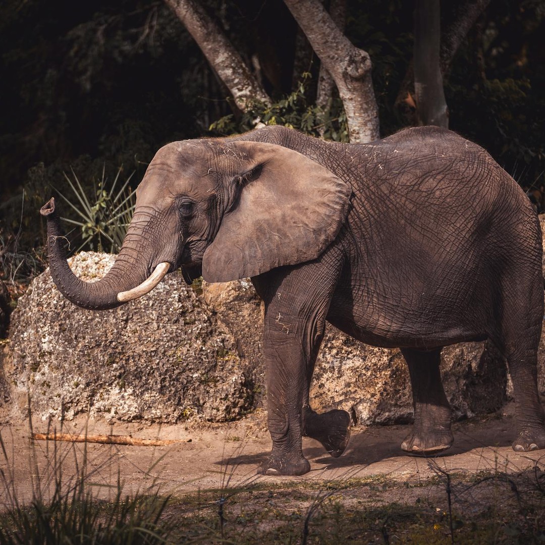 Les éléphants remplacent leurs grosses molaires plusieurs fois au cours de leur vie.