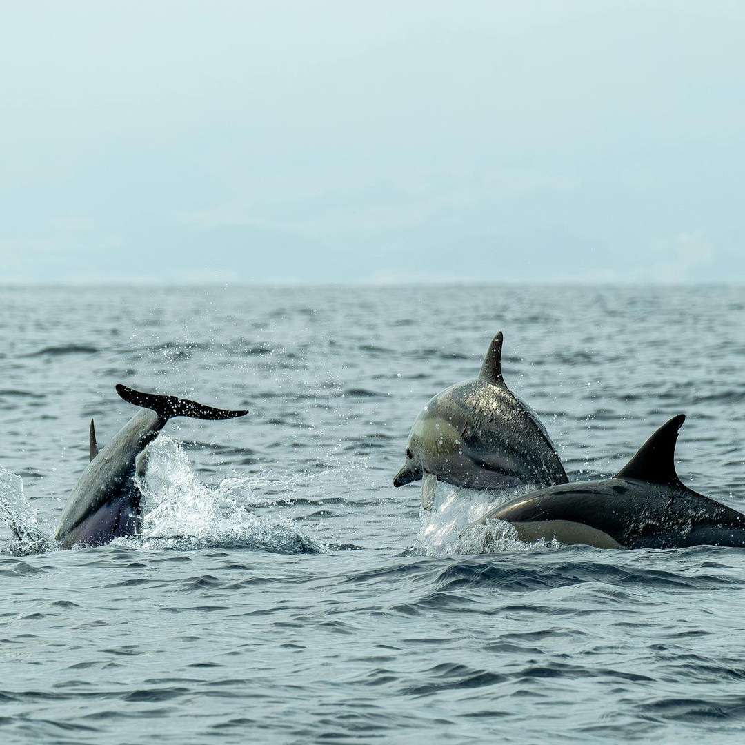 Les dauphins dorment avec seulement la moitie de leur cerveau a la fois.