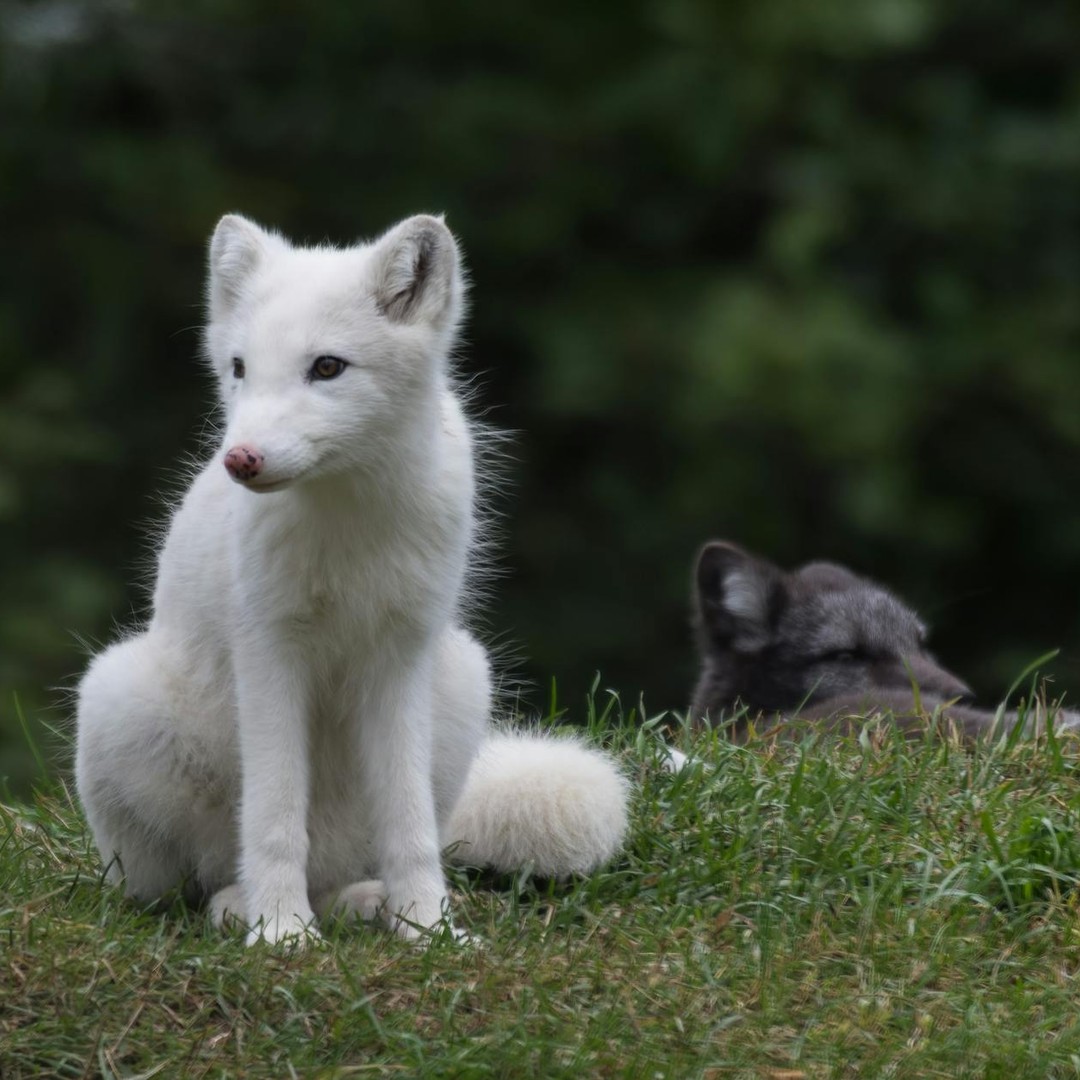 Le renard polaire change de manteau selon les saisons.