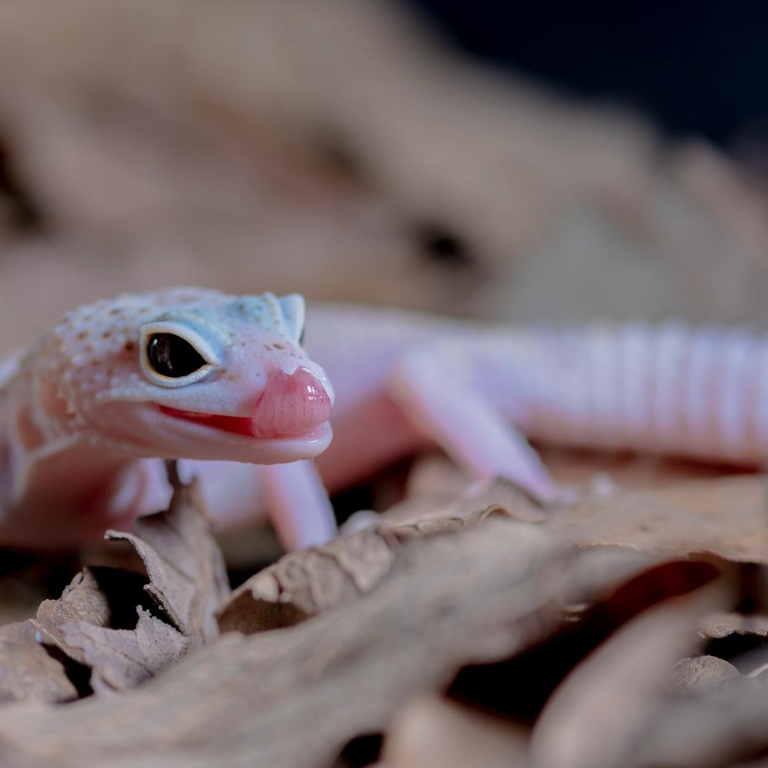 Les geckos peuvent marcher au plafond sans colle.