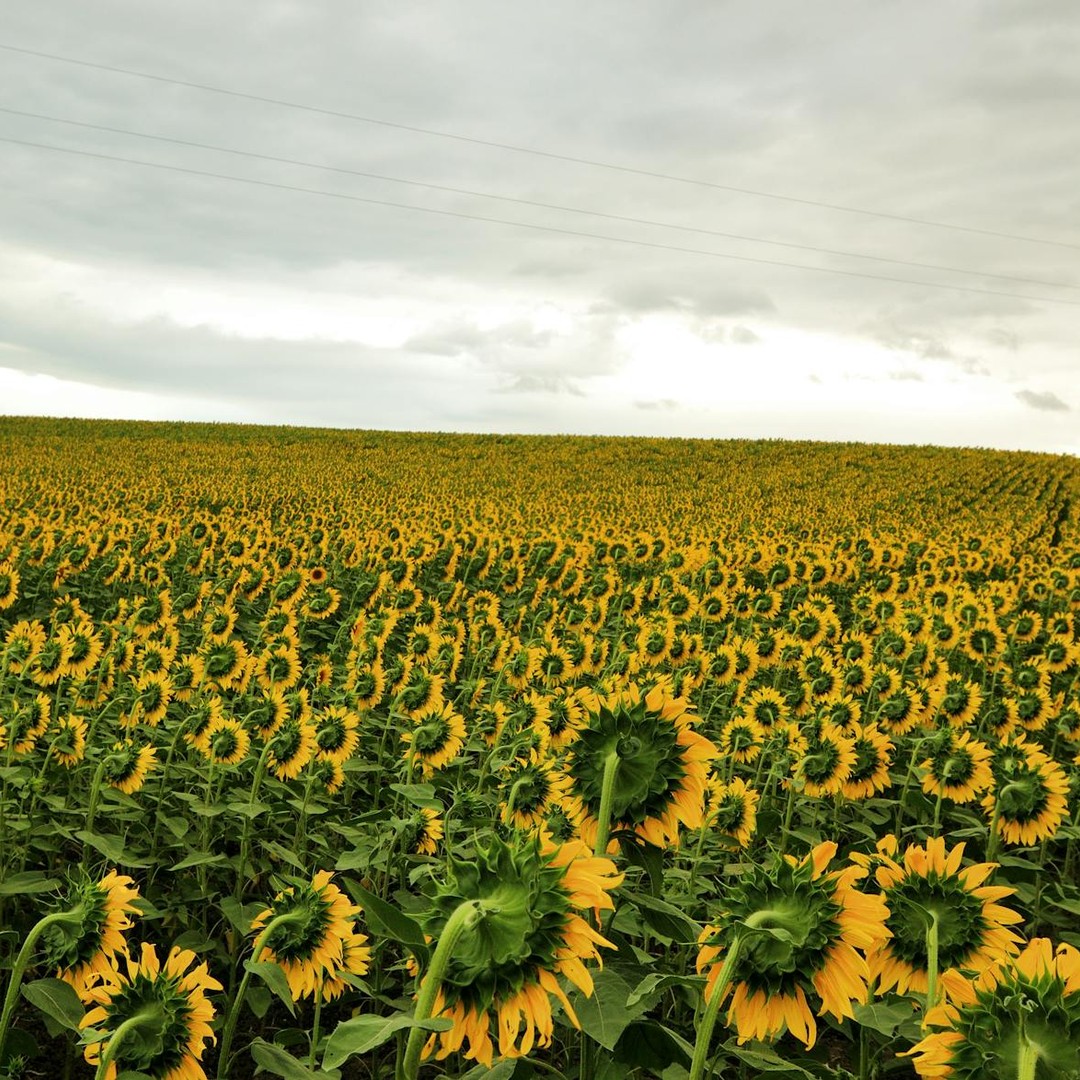 Les jeunes tournesols suivent le Soleil dans le ciel.