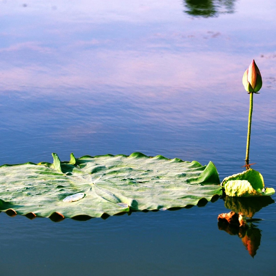 Les feuilles de lotus se nettoient presque toutes seules.