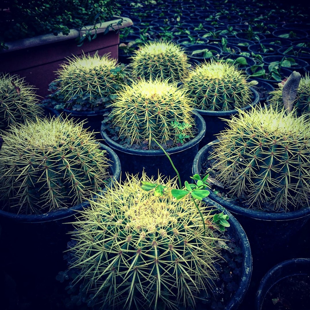Les épines des cactus sont en fait des feuilles transformées.