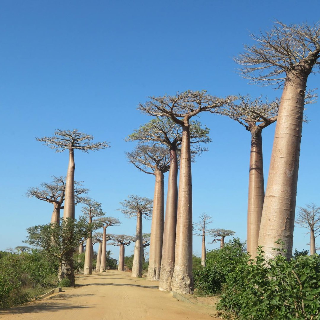 Les baobabs peuvent stocker de grandes réserves d'eau dans leur tronc.