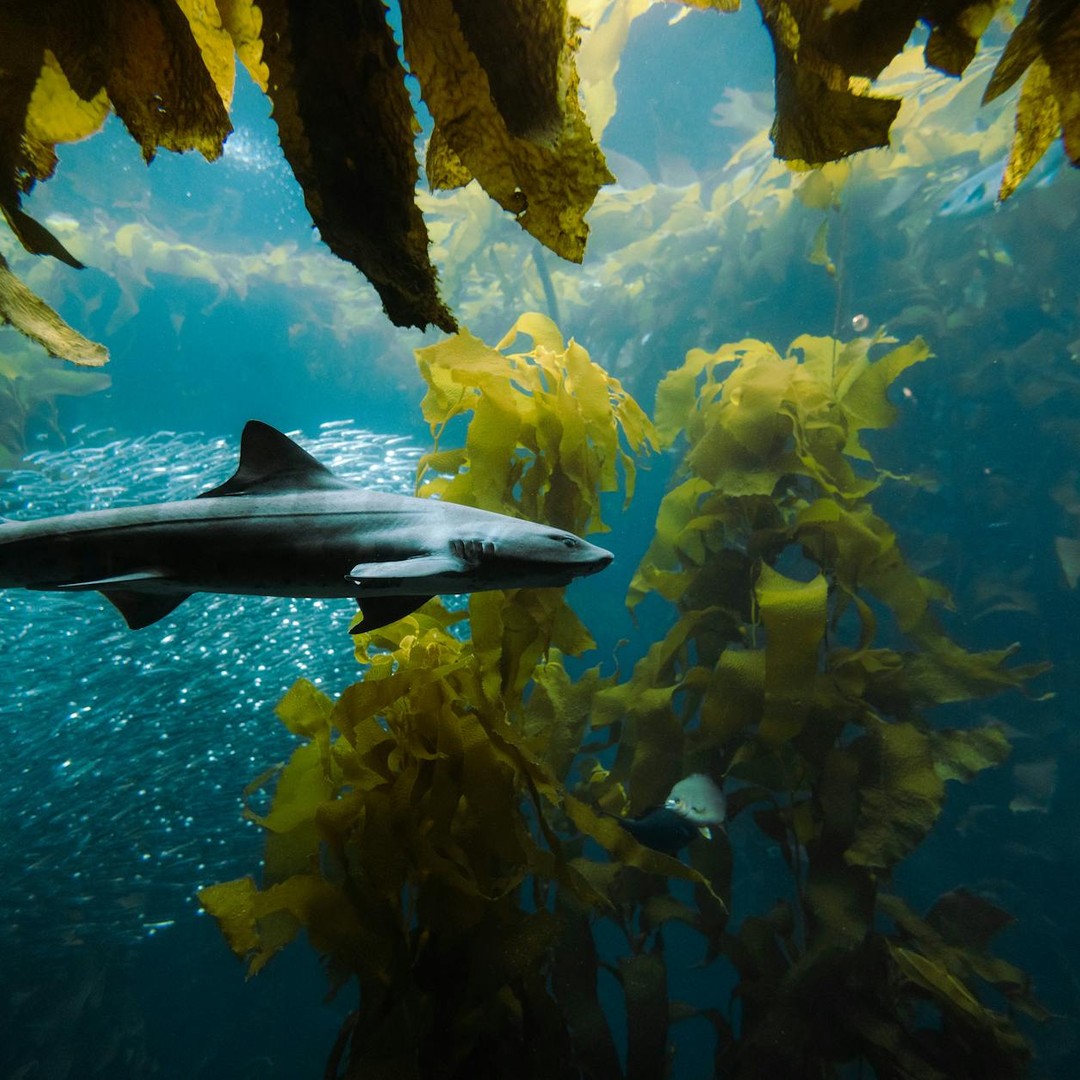 Le kelp géant peut pousser de plusieurs dizaines de centimètres par jour.