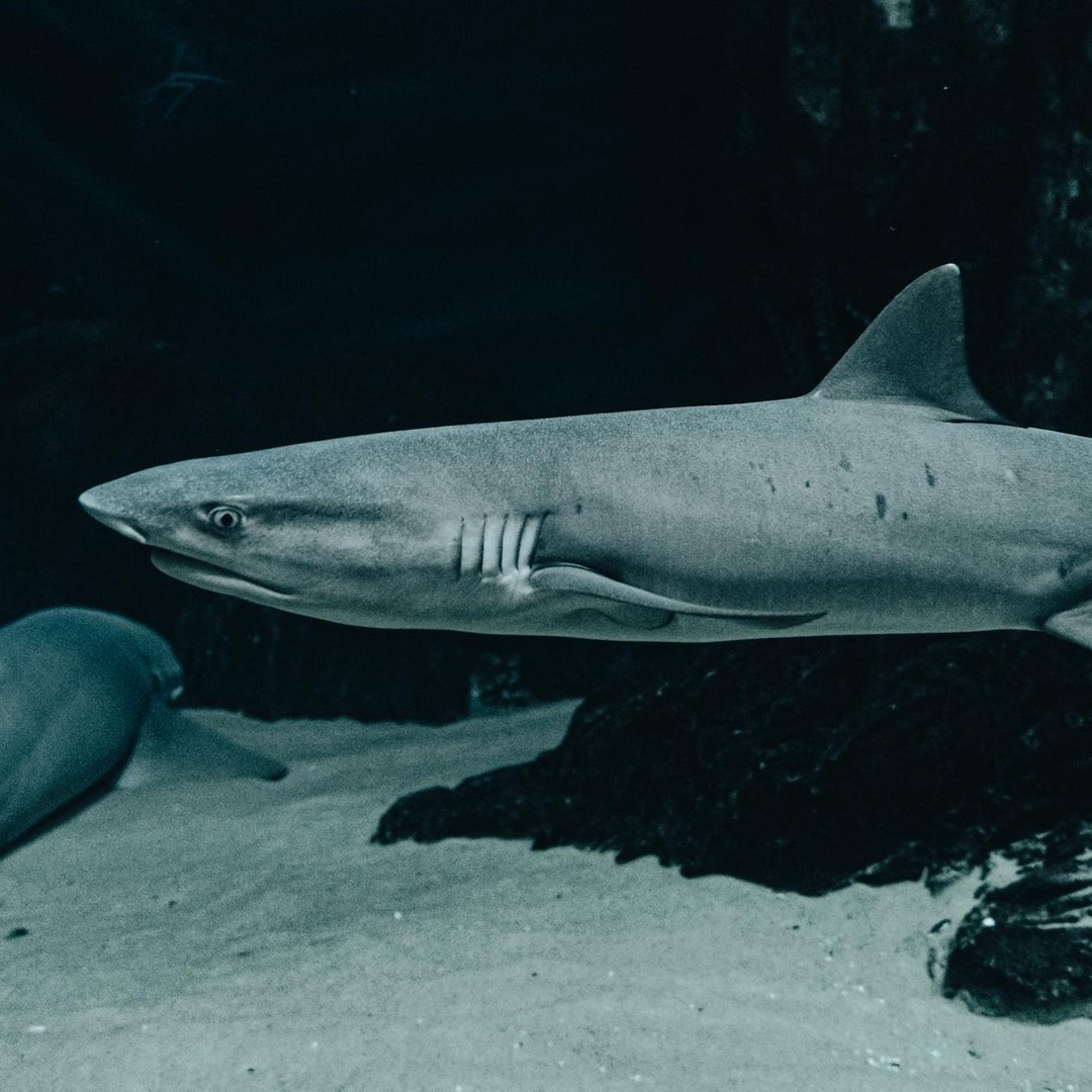 Les requins du Groenland peuvent vivre environ 400 ans.