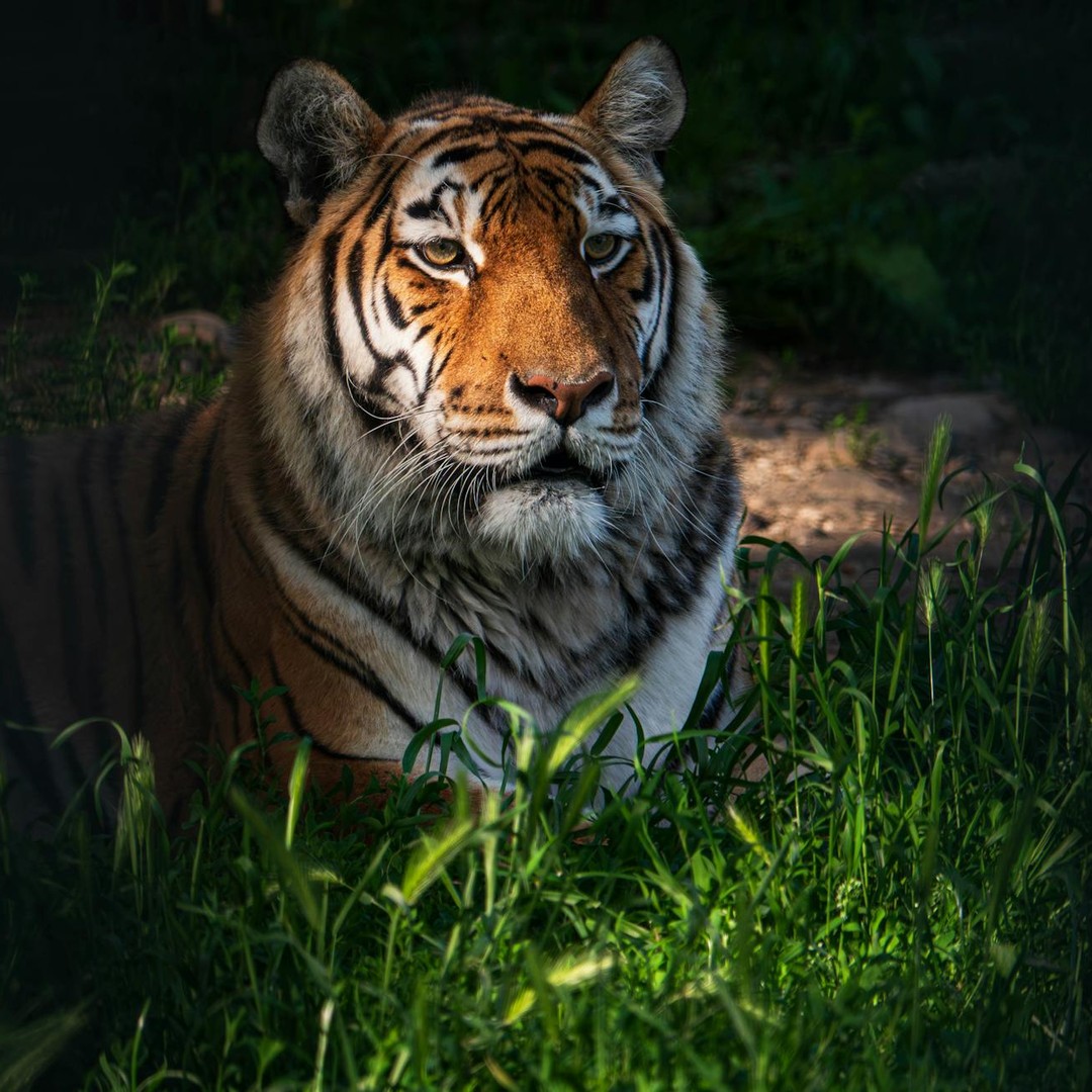 Les rayures du tigre correspondent à un motif formé très tôt dans son développement.