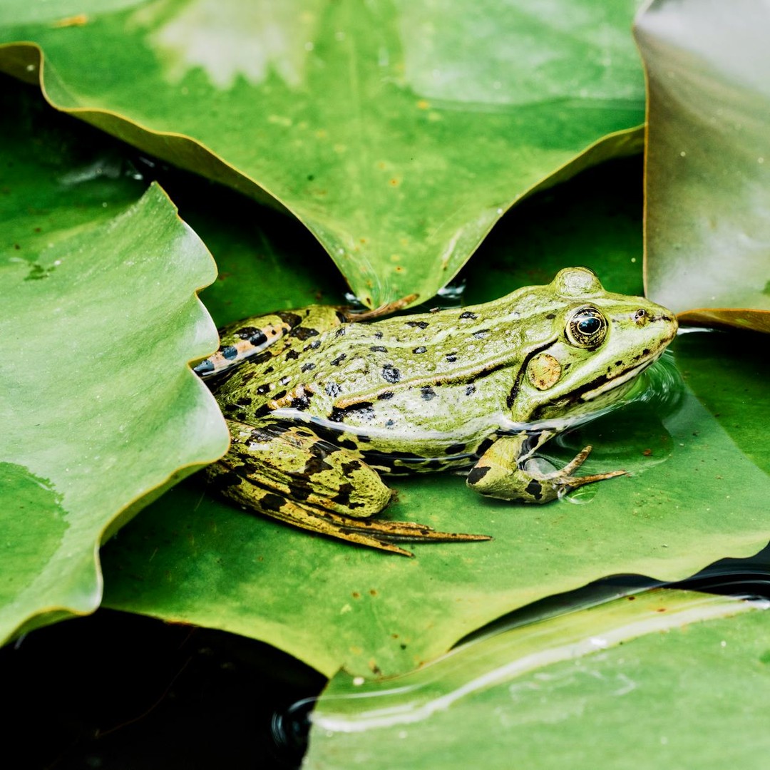 Certaines grenouilles respirent aussi par leur peau.