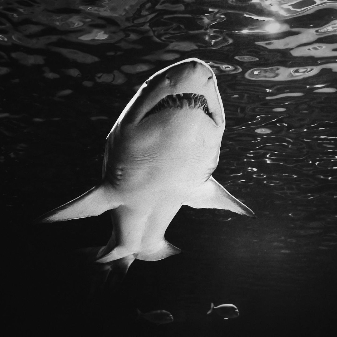 Les requins peuvent détecter de très faibles traces de sang dans l'eau.