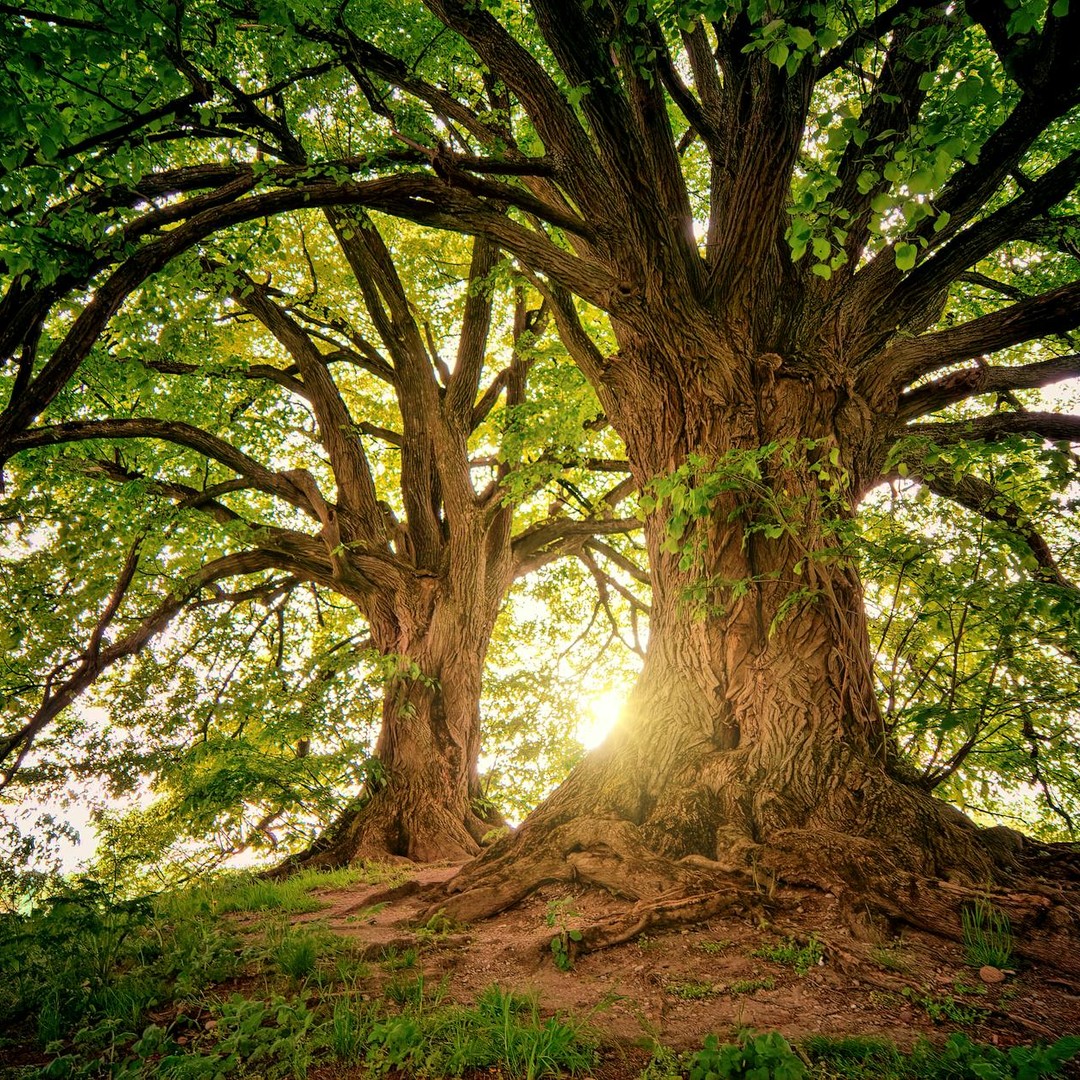 Il y aurait plus d'arbres sur Terre que d'étoiles dans la Voie lactée.