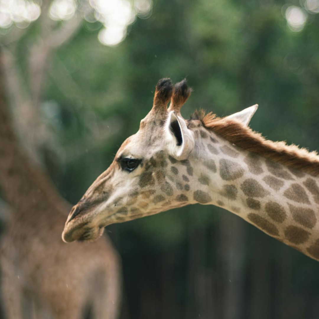 Les girafes dorment très peu et par courtes siestes.