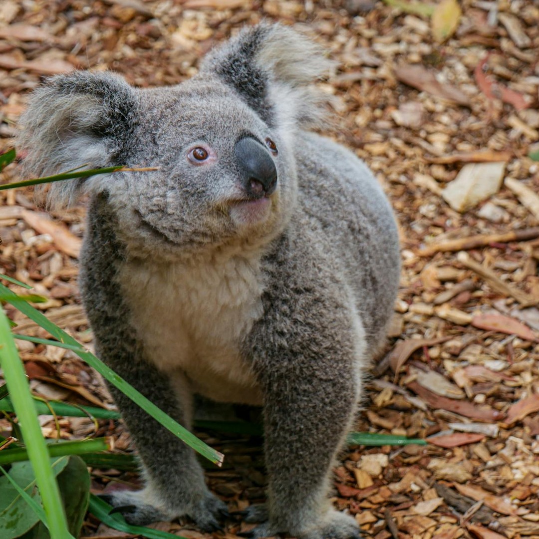 Les koalas mangent presque exclusivement des feuilles d'eucalyptus.
