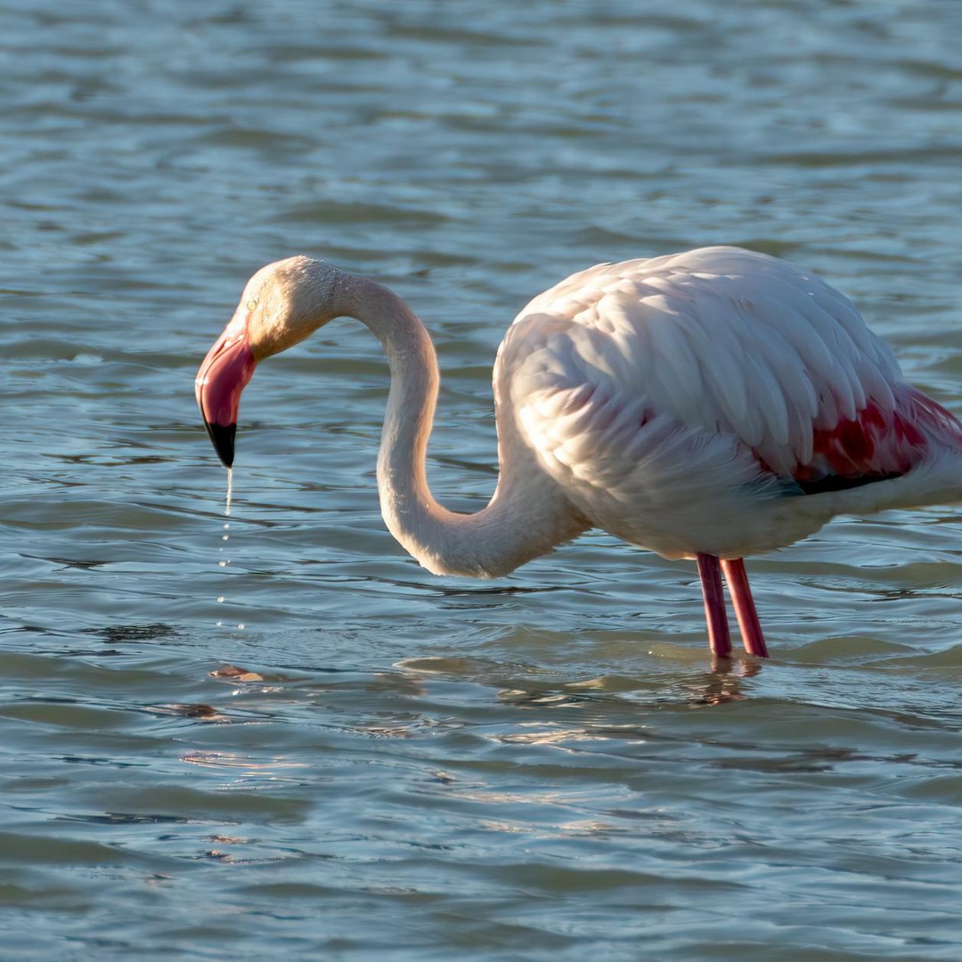 Les flamants roses naissent gris, puis rosissent grâce à leur alimentation.