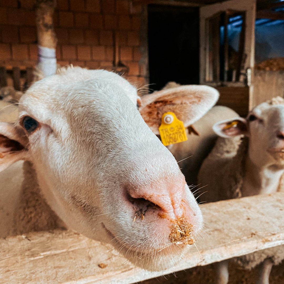 Les moutons peuvent apprendre à reconnaître des visages humains.