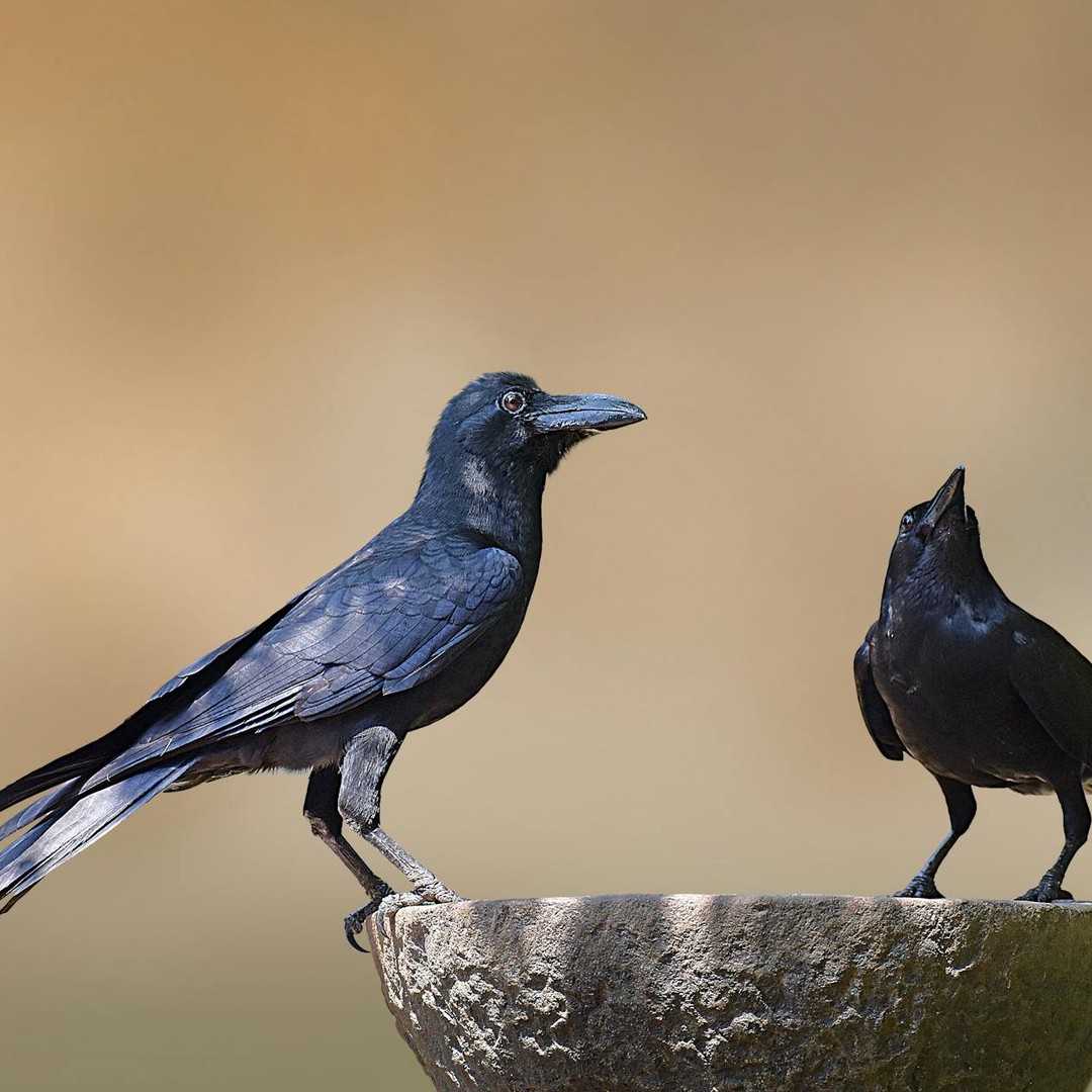 Certains corvidés fabriquent et utilisent leurs propres outils.