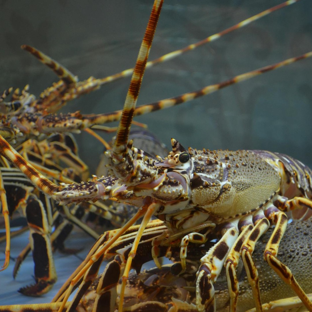 Le sang des homards est bleu.