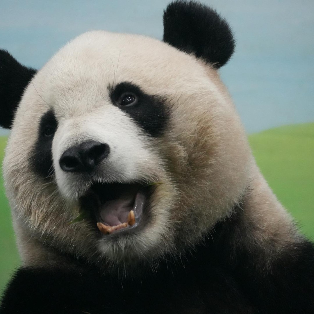 Les pandas passent plus de dix heures par jour a manger.