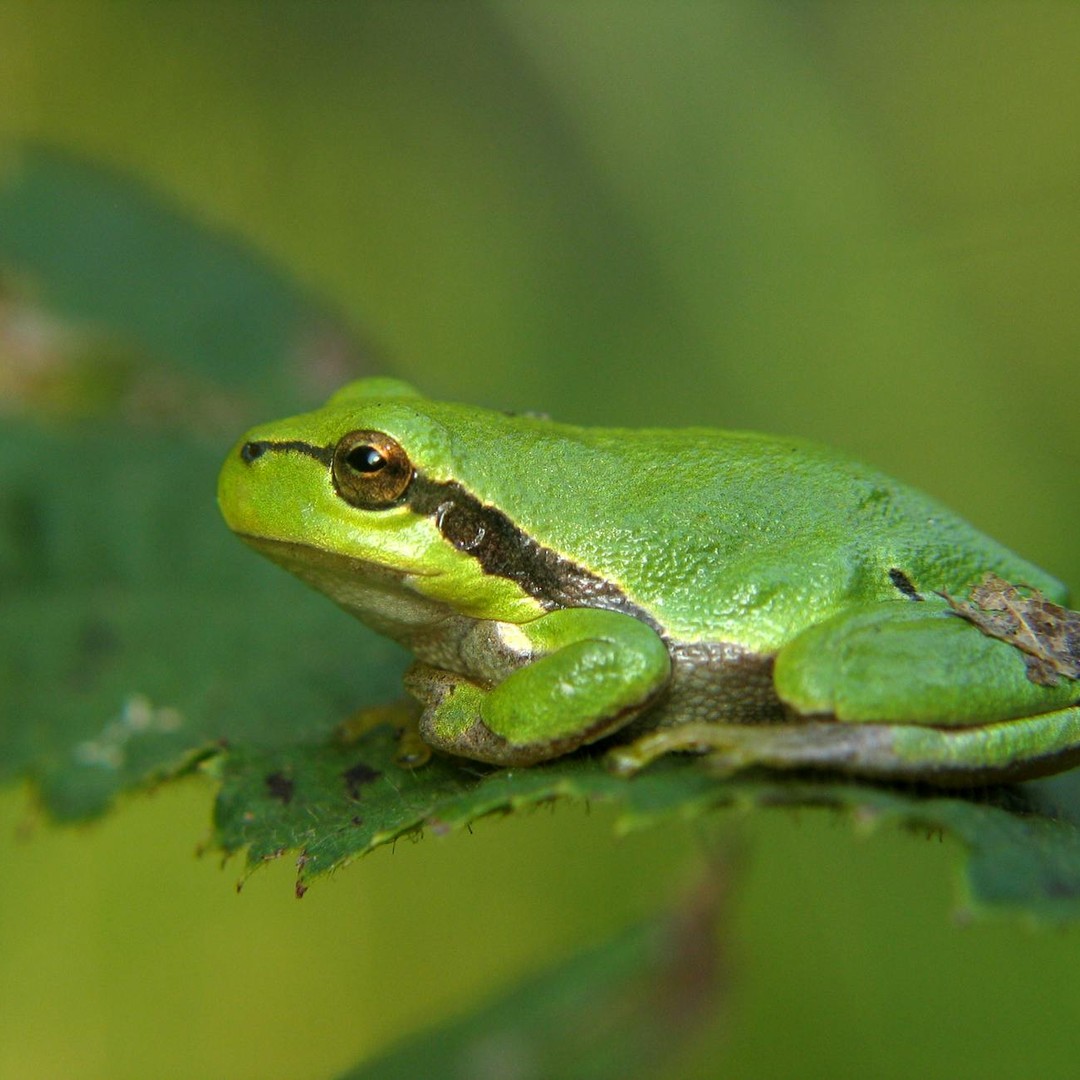 Chez la grenouille, le tympan est visible a l'exterieur de la tete.