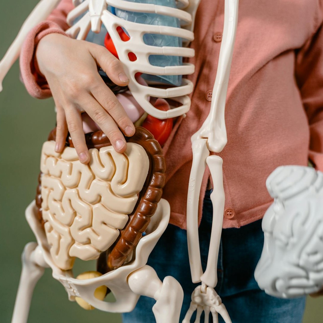 Votre cerveau utilise une grande part de l'énergie du corps au repos.