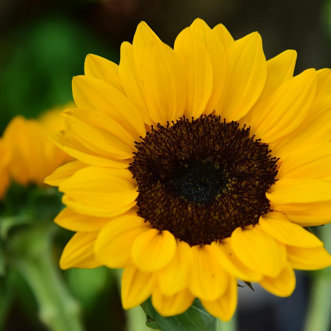 Les graines de tournesol dessinent souvent des spirales proches de la suite de Fibonacci.