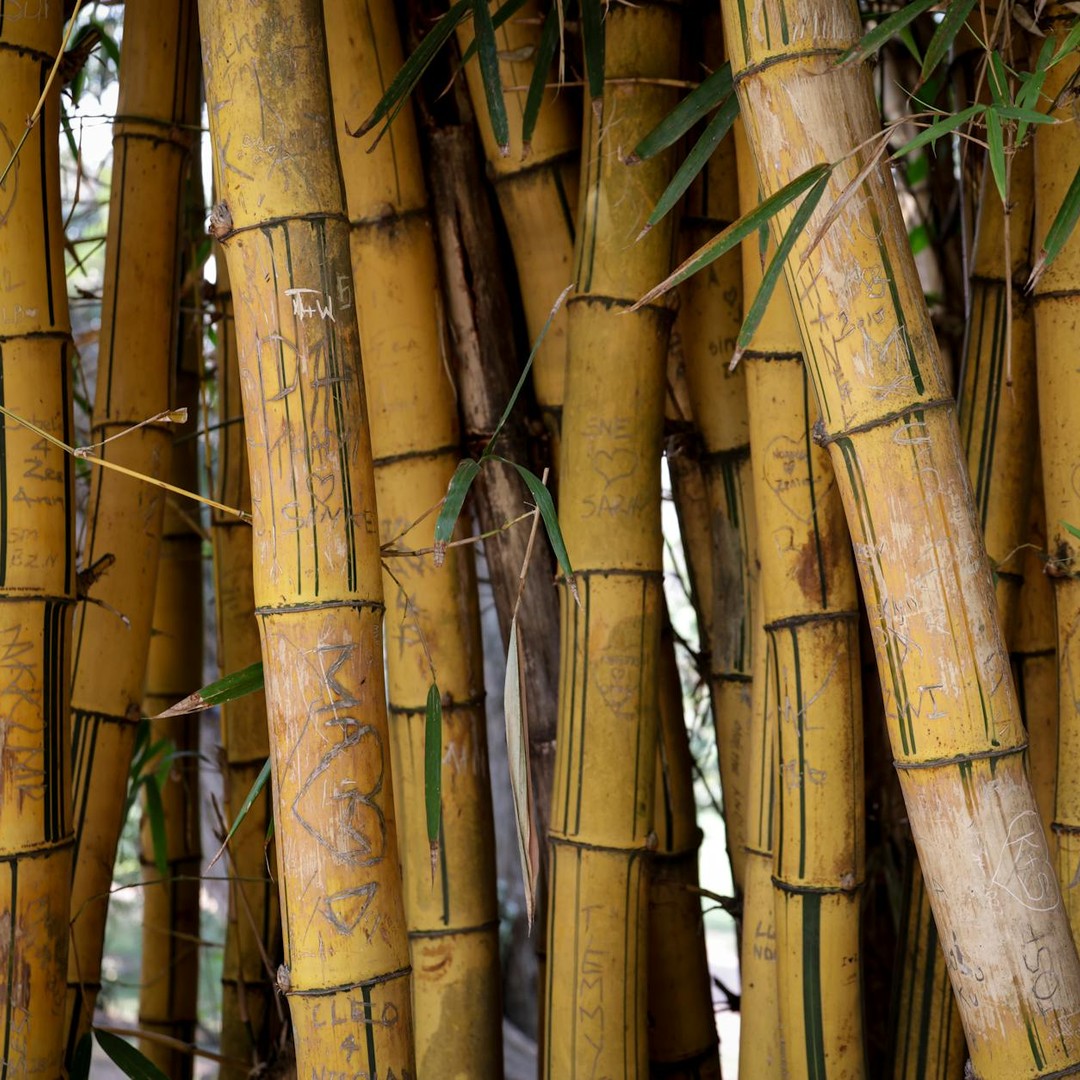 Le bambou n'est pas un arbre mais une herbe geante.