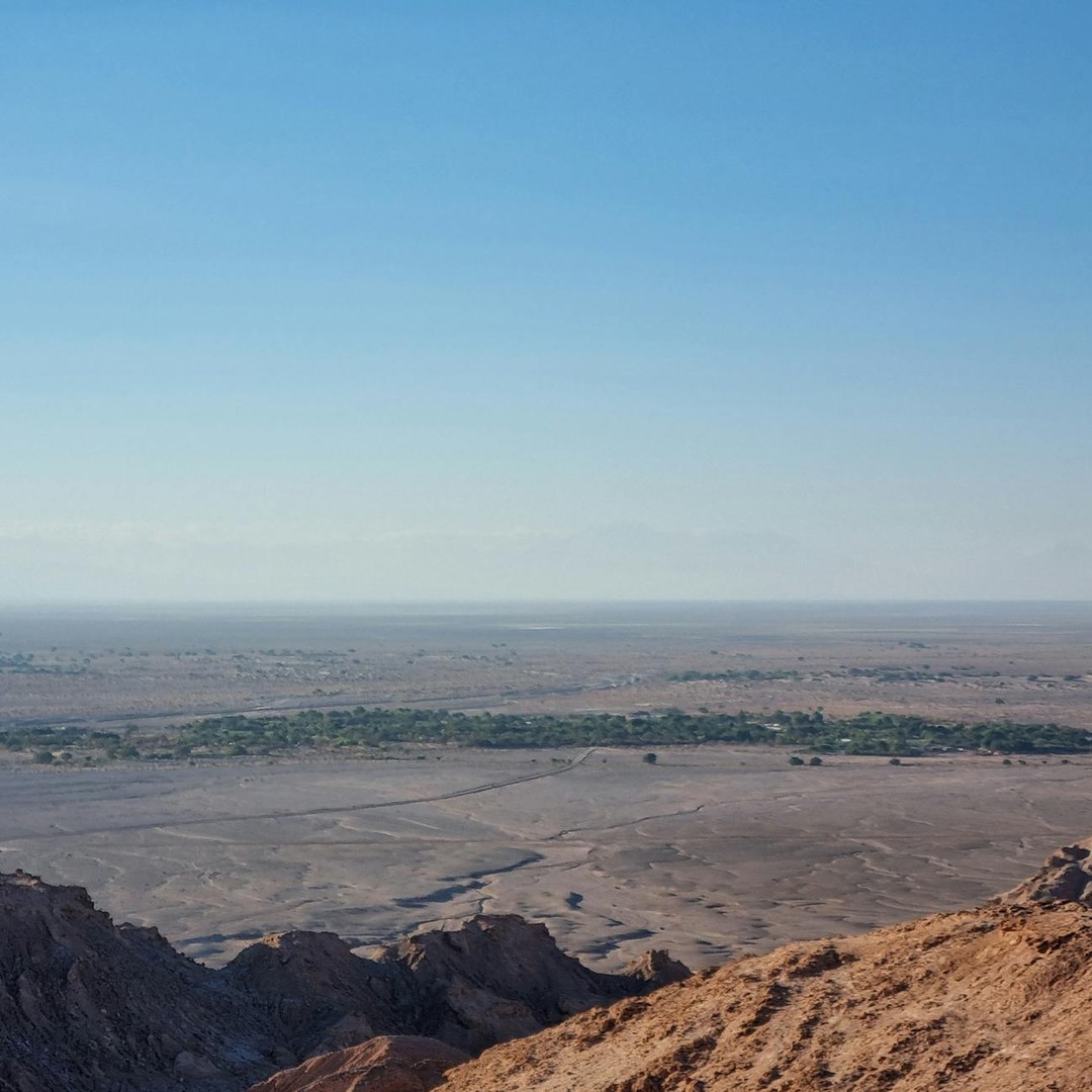 Le désert d'Atacama peut se couvrir de fleurs certaines années.