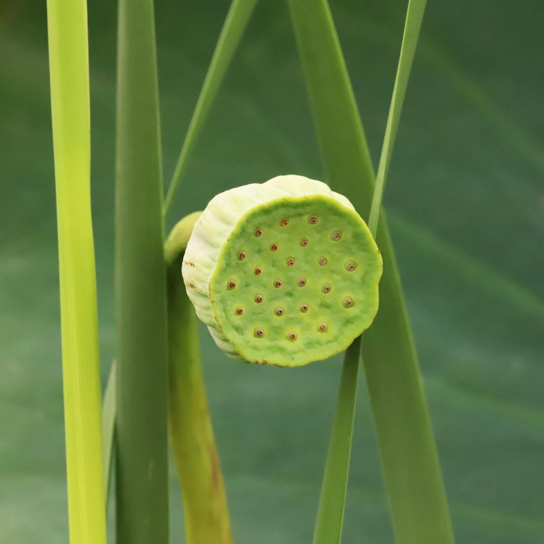 Des graines de lotus peuvent rester viables pendant des siècles.