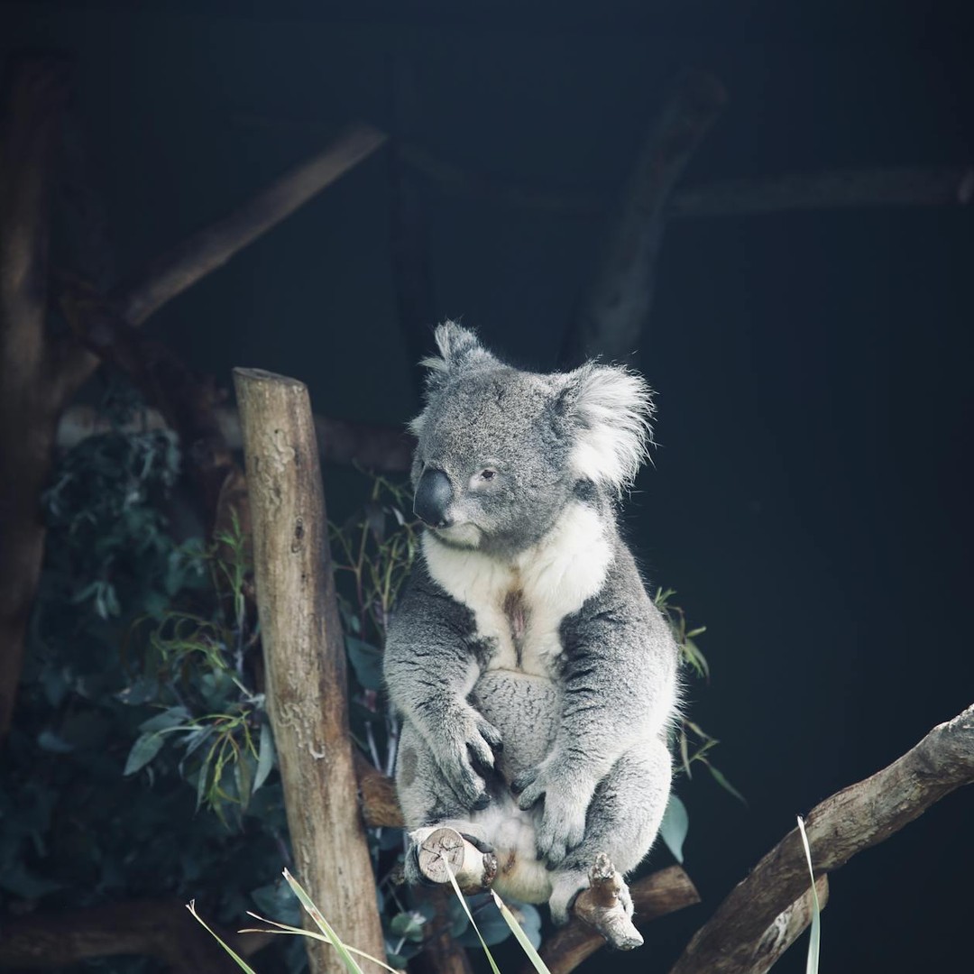 Les koalas ont des empreintes digitales presque identiques aux humains.