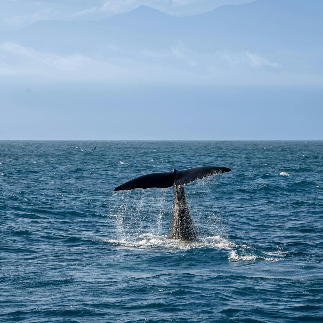Le dessous de la queue d'une baleine peut servir à l'identifier individuellement.