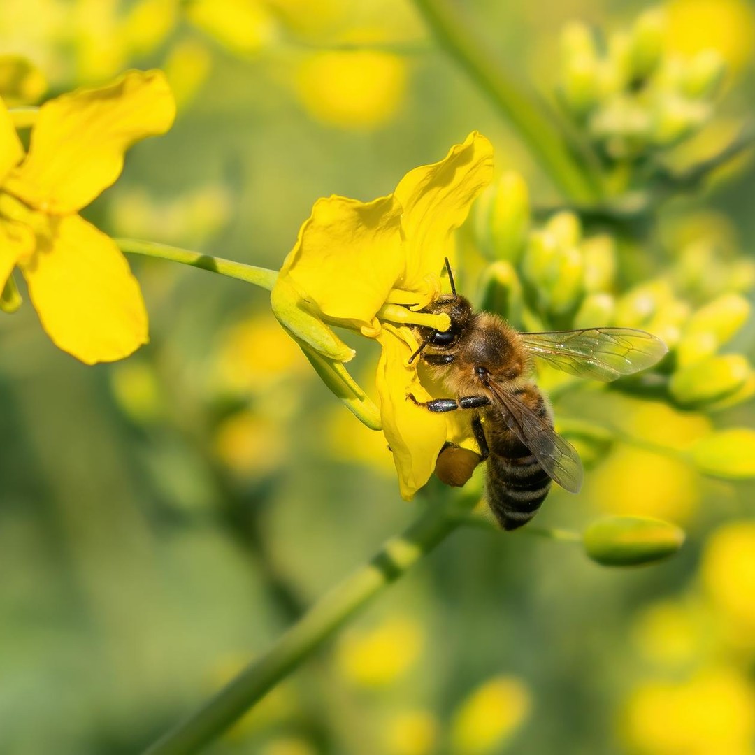 Les abeilles voient aussi dans l'ultraviolet, ce qui les aide à repérer certaines fleurs.