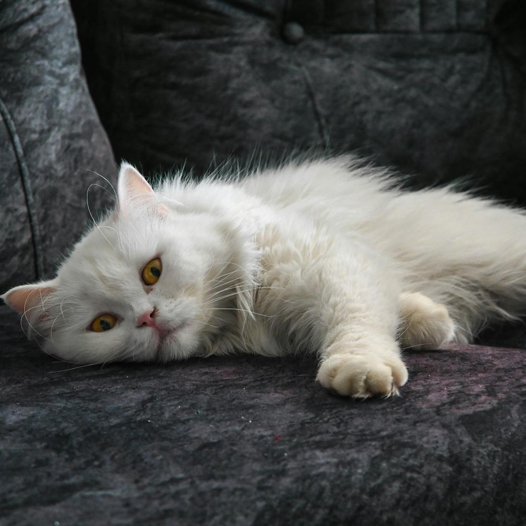 Un chat adulte dort souvent entre douze et seize heures par jour.