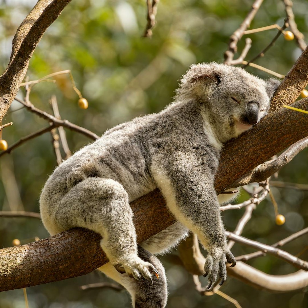 Les koalas dorment souvent de très longues heures chaque jour.