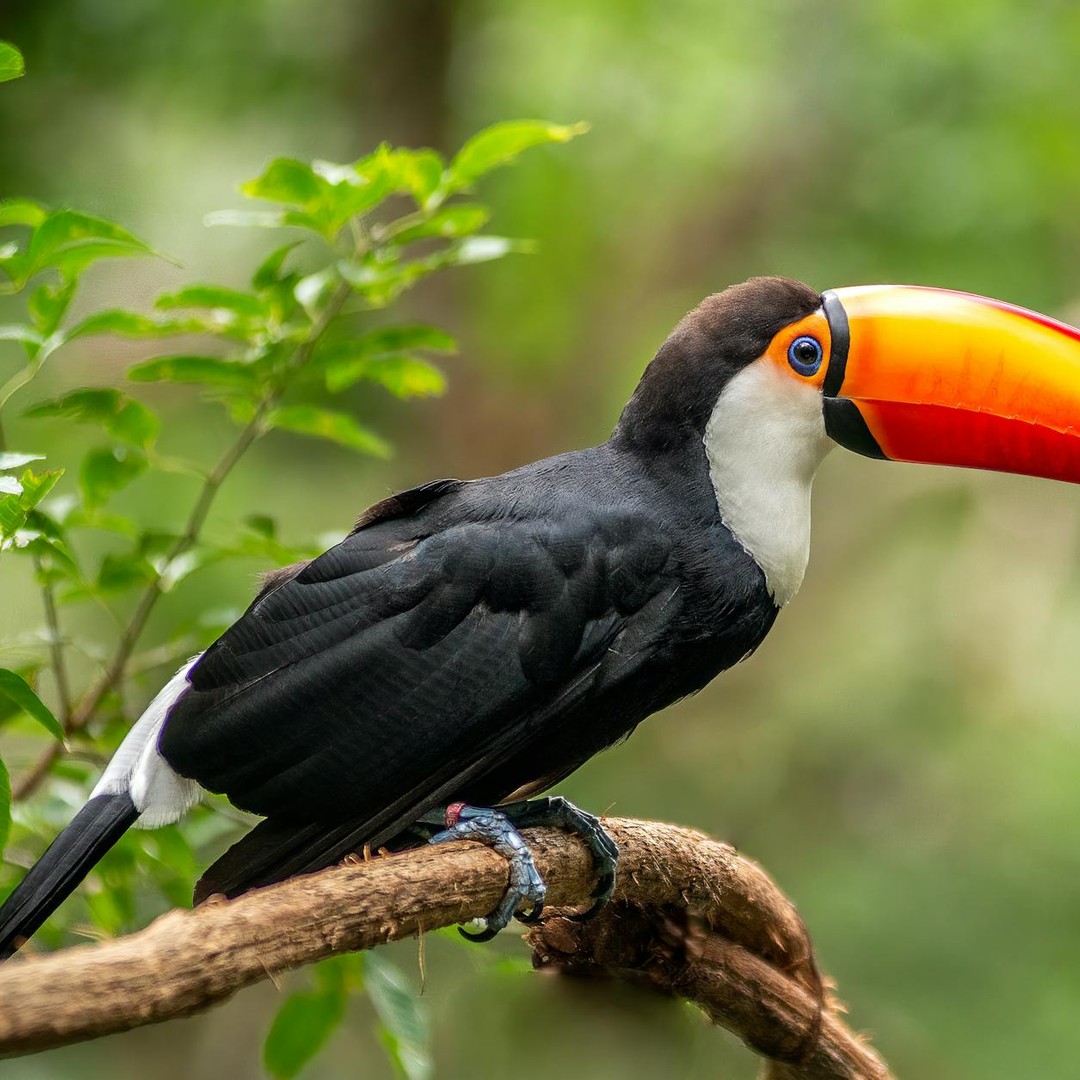 Le bec du toucan aide aussi à réguler sa température.