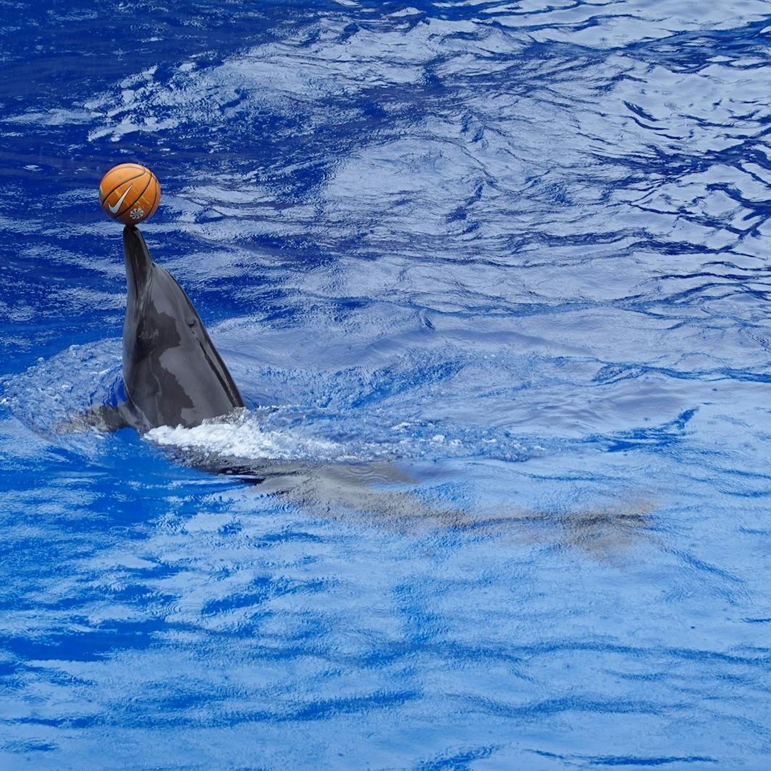 Les dauphins font partie des rares animaux capables de se reconnaitre dans un miroir.