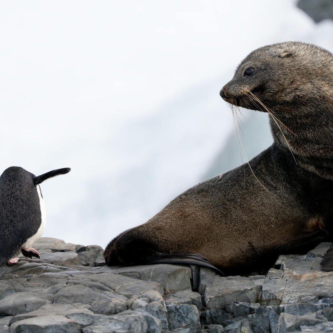 Le désert de l'Antarctique est l'un des plus secs du monde.