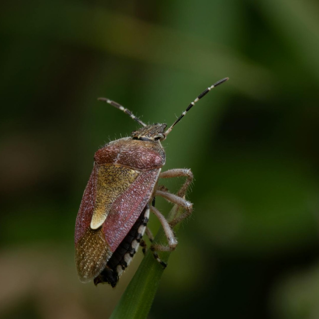 Le premier bug informatique célèbre était un vrai insecte.