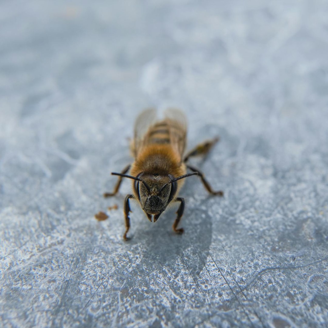 Les abeilles peuvent reconnaître les visages humains.