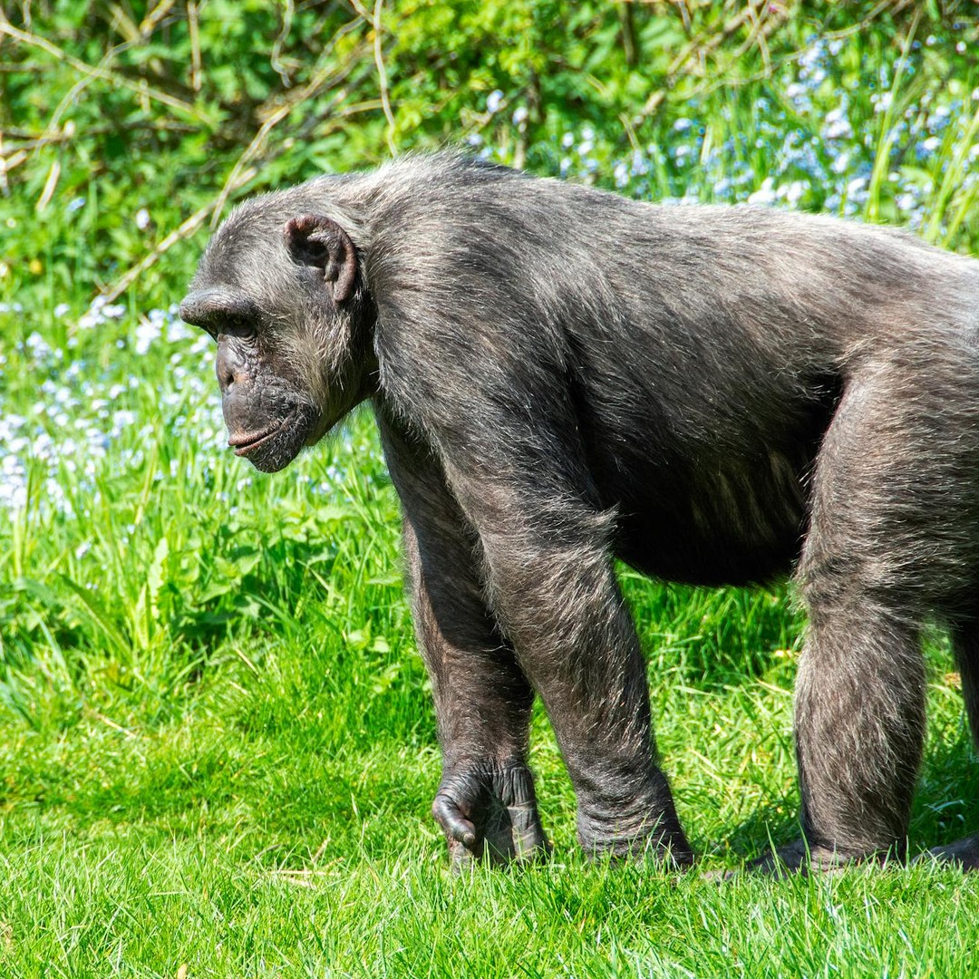 Les humains et les chimpanzes partagent autour de 98 a 99 % de leur ADN.