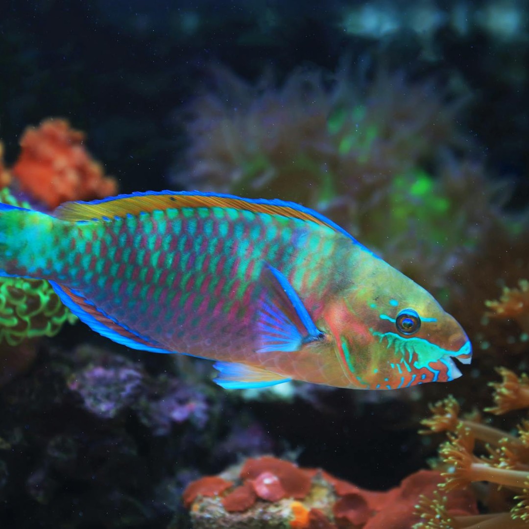 Les poissons-perroquets fabriquent une partie du sable tropical en broyant du corail.