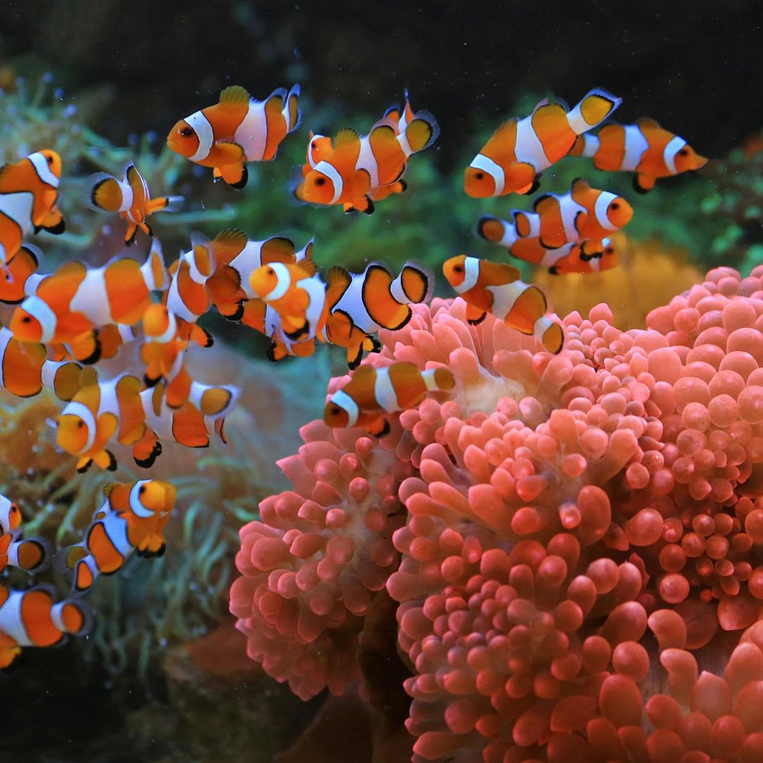 Les poissons-clowns naissent mâles et certains deviennent femelles plus tard.