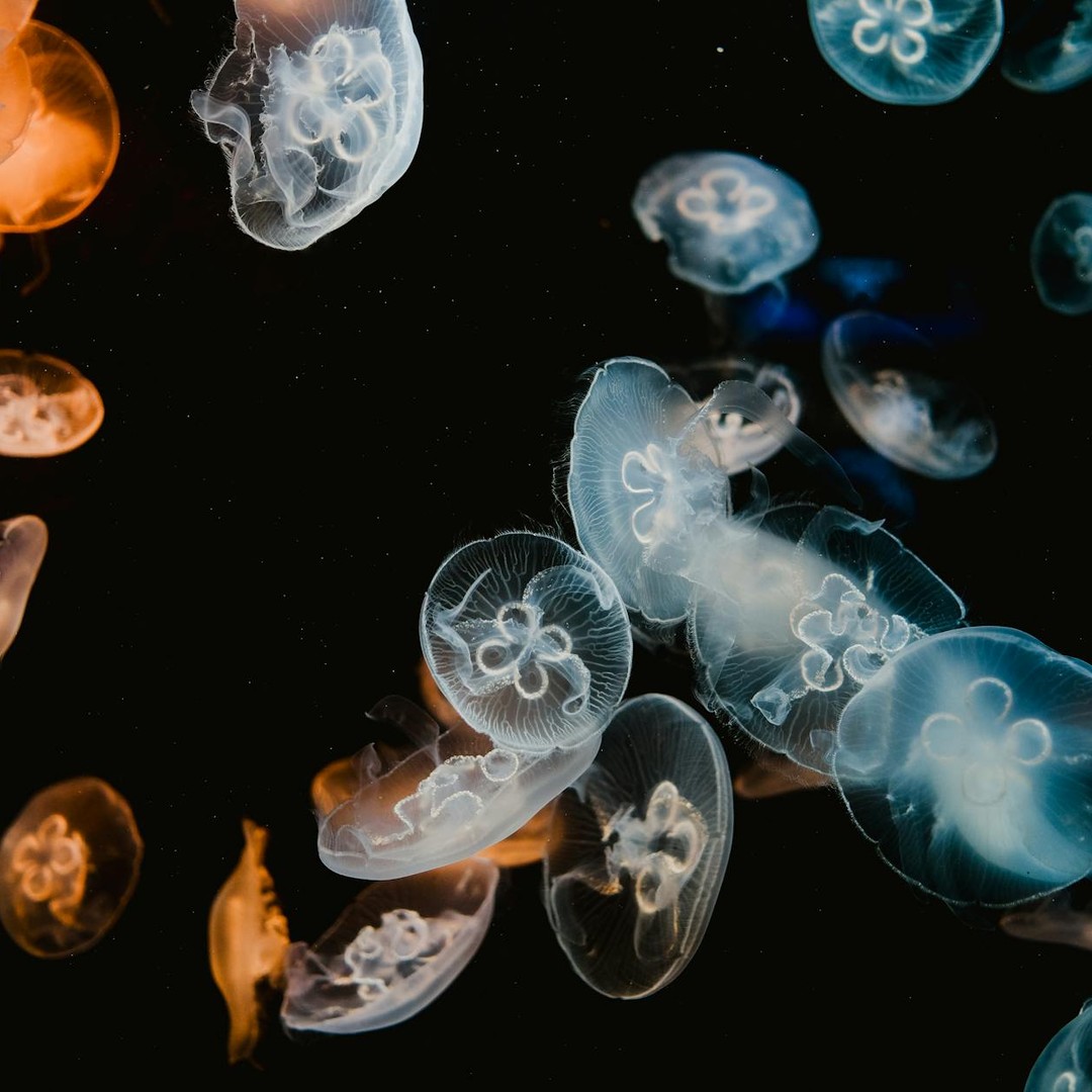 Certaines méduses n'ont ni cœur, ni cerveau, ni poumons.